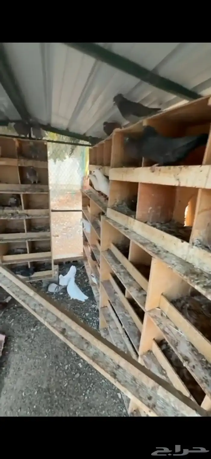 حمام زاجل   فرنسي 0