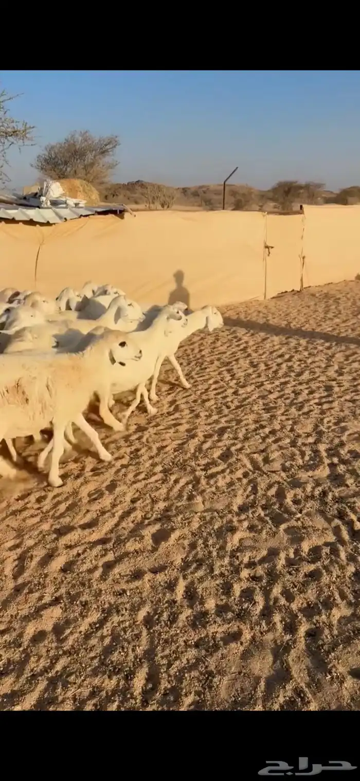 33من الضان كفو وطيبه 3