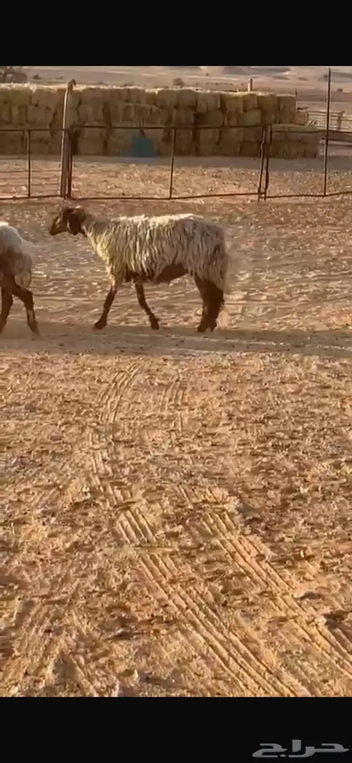 غنم نعيم دفيه قريب ولادها 0