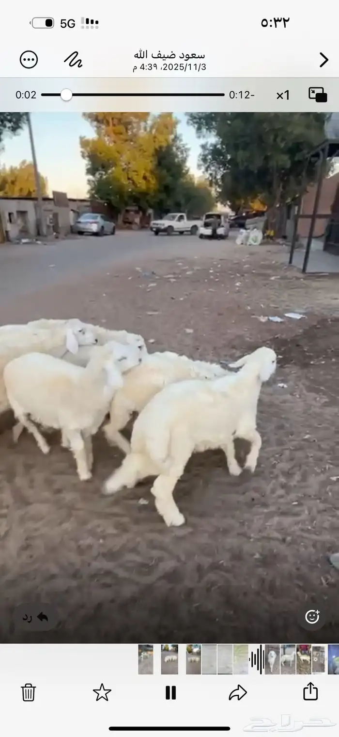 بهم خرفان حريات 4