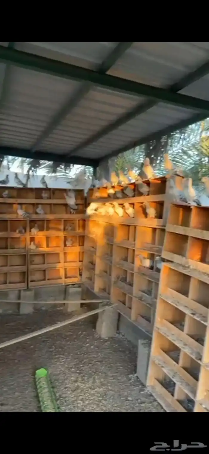 حمام زاجل   فرنسي 6