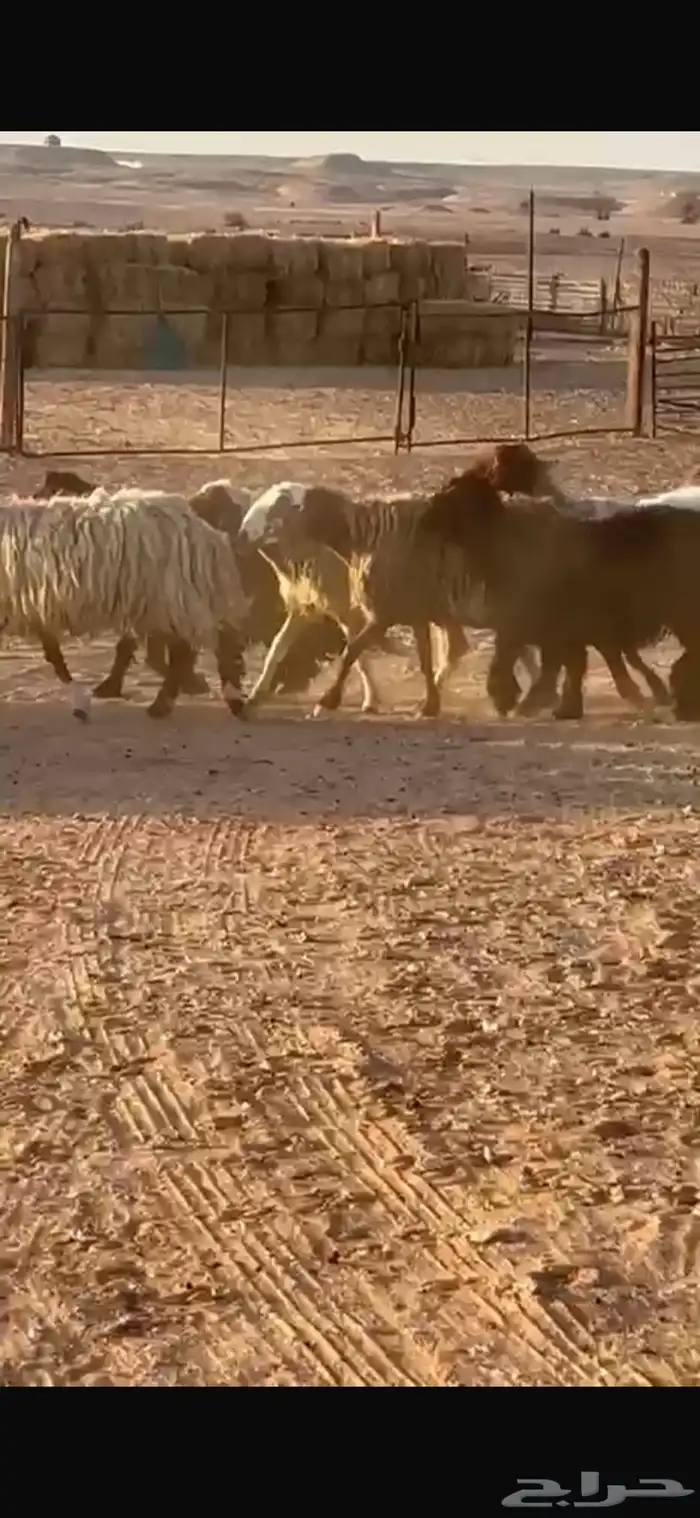 غنم نعيم دفيه قريب ولادها 2