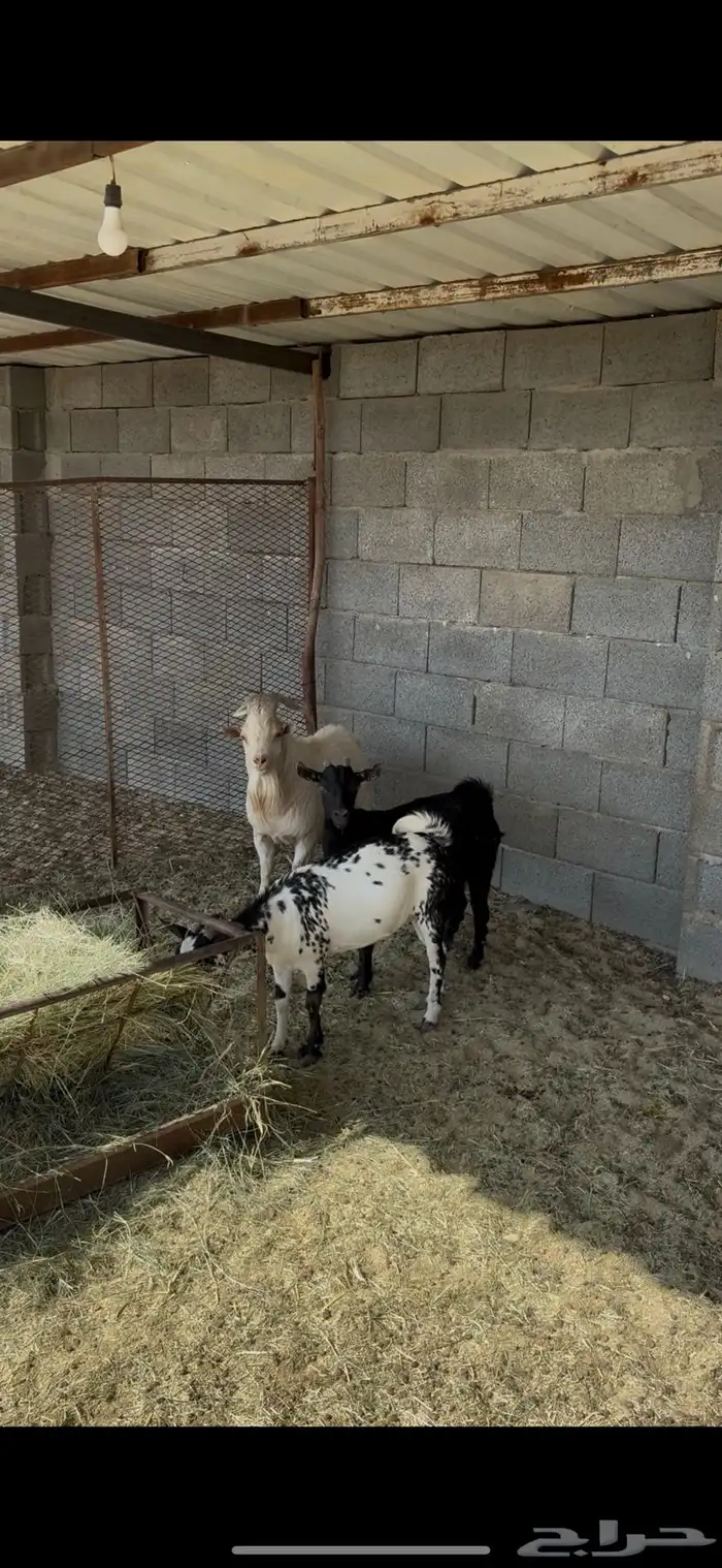 معزاء قزميه سوم تفريد من 1000 0