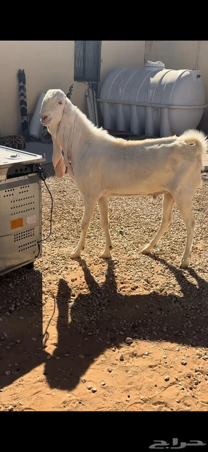 فحل هولندي ابيض ابرص 0