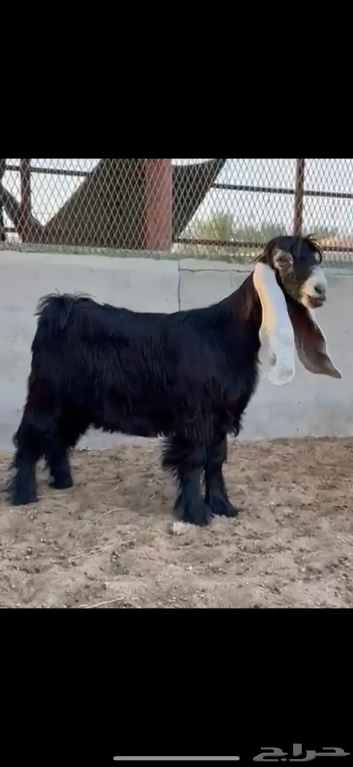 جفرتين عوارض صنف ومعرفات 0