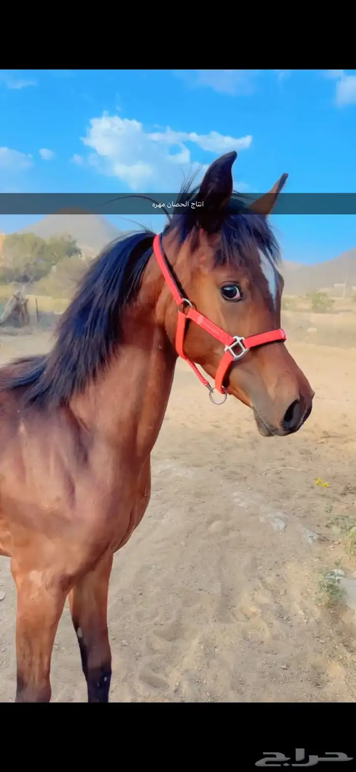 حصان عربي ورق 7