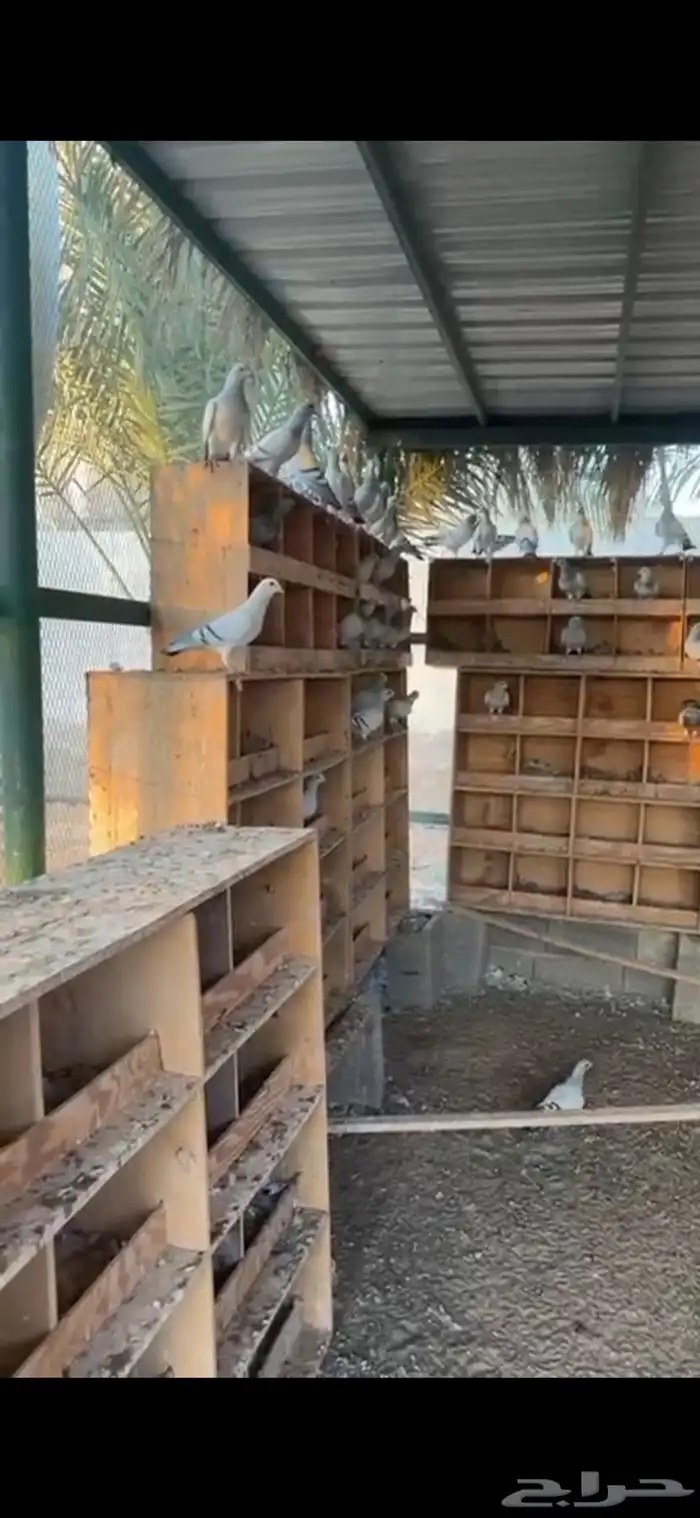 حمام زاجل   فرنسي 5