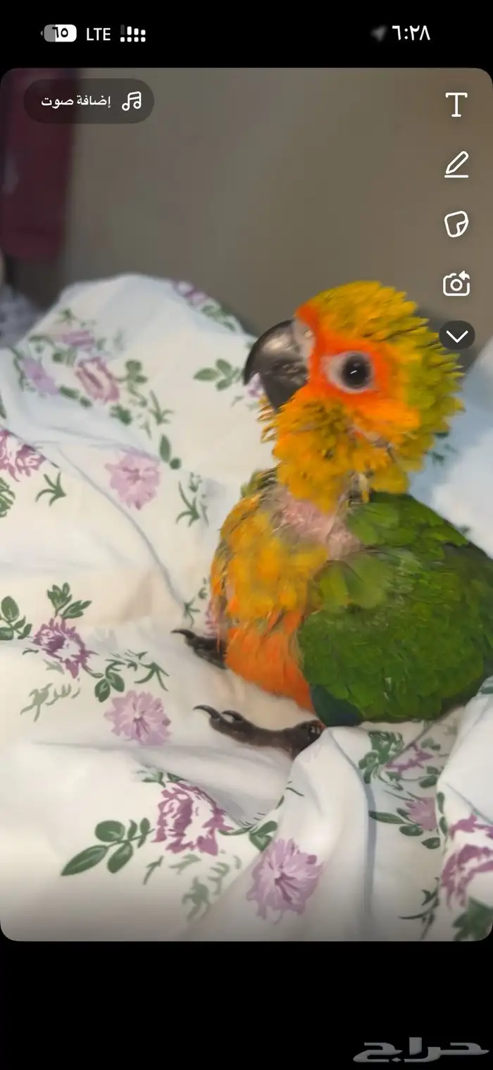 فرخ صن كنيور 4