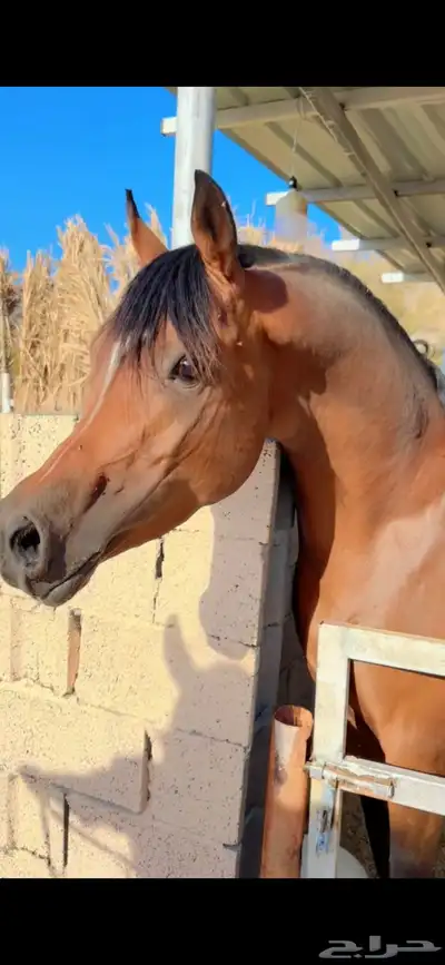 حصان عربي ورق index