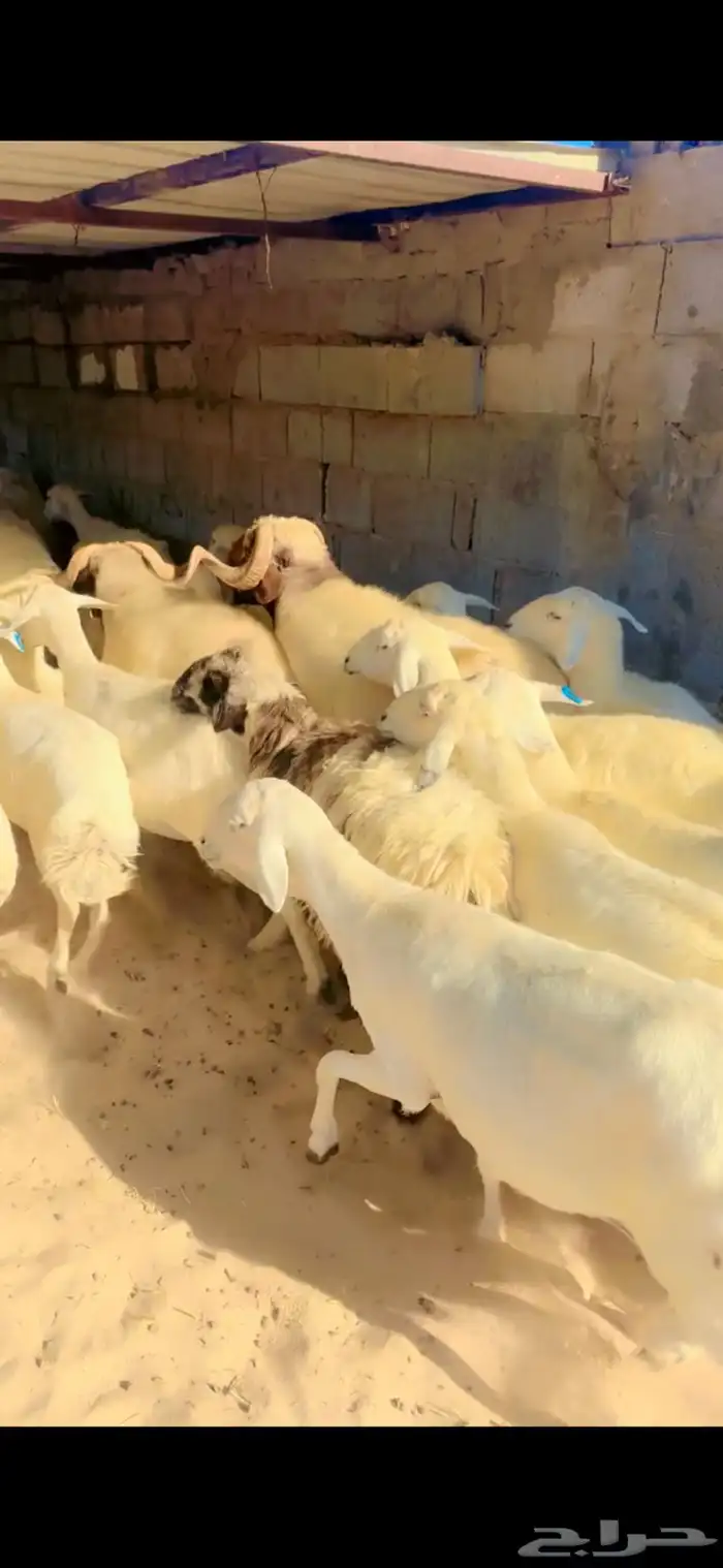 حريات دفيع ومقرعات 2