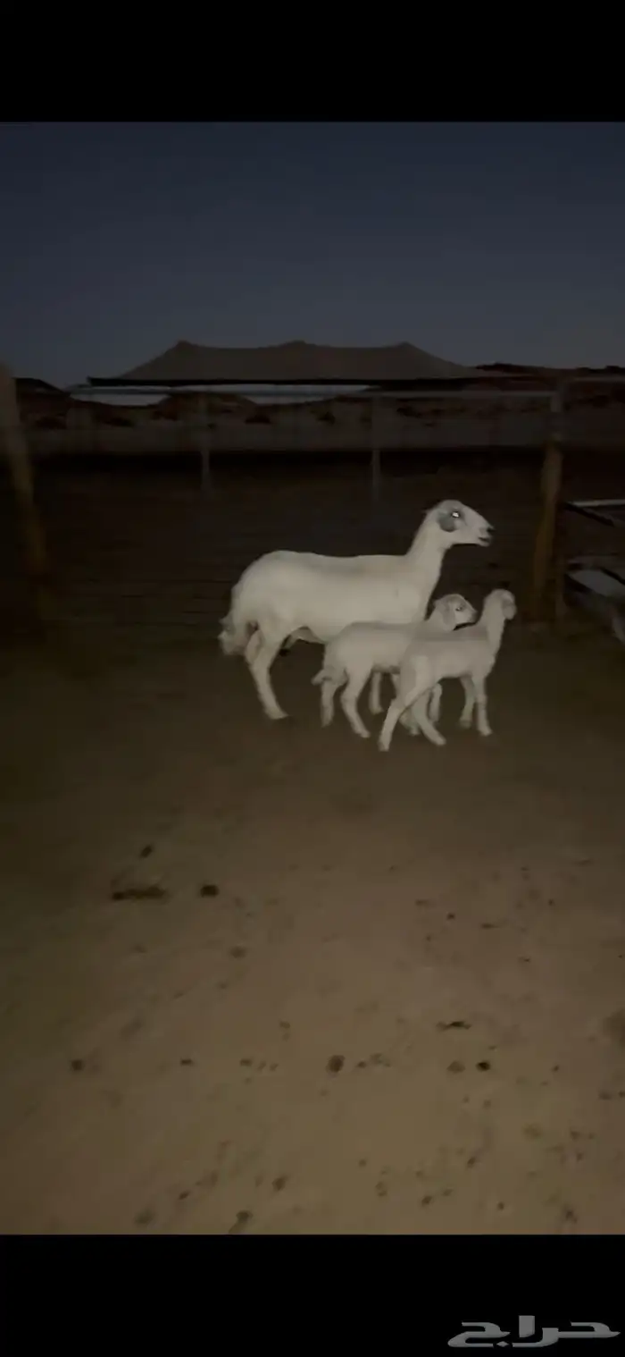 شاه حريه توم 2