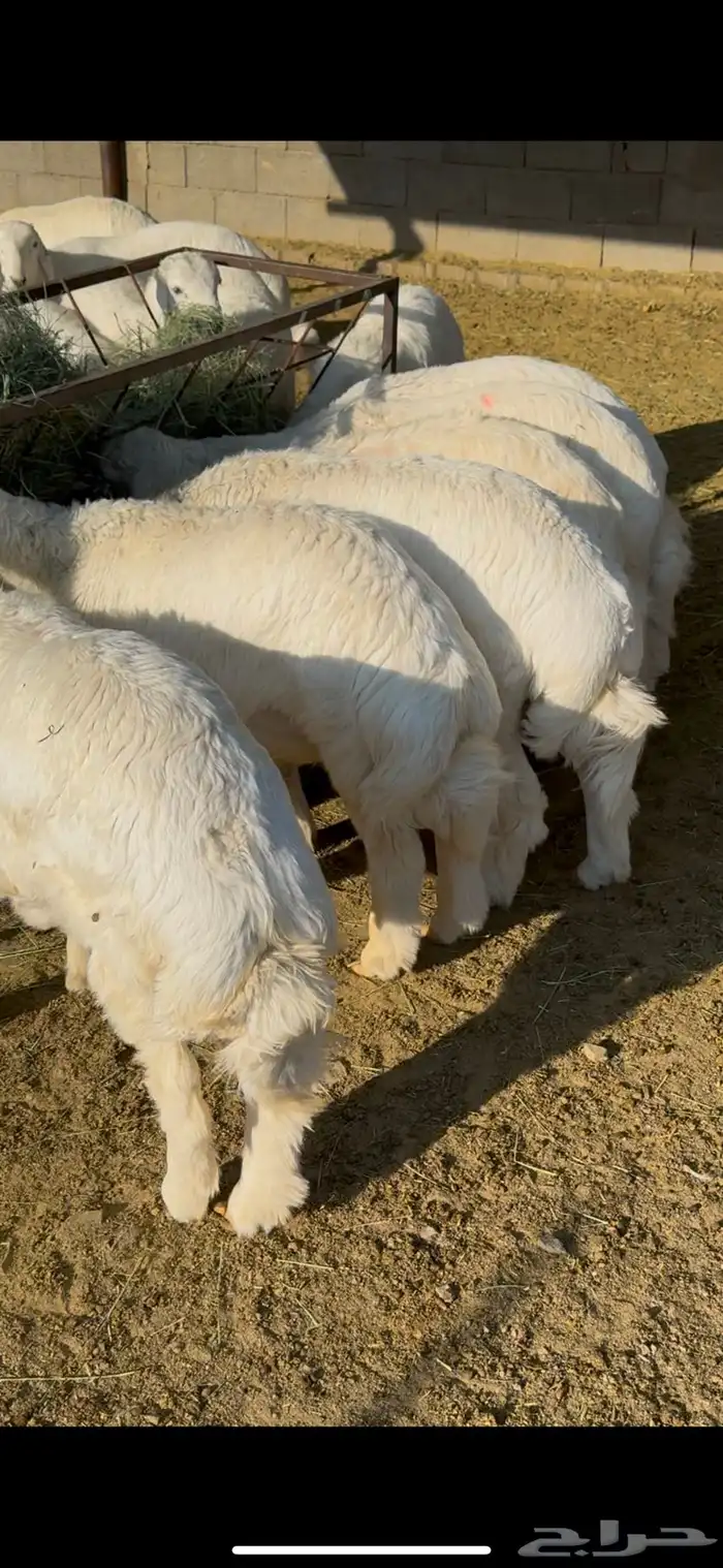 طليان مراح واحد للبيع 3