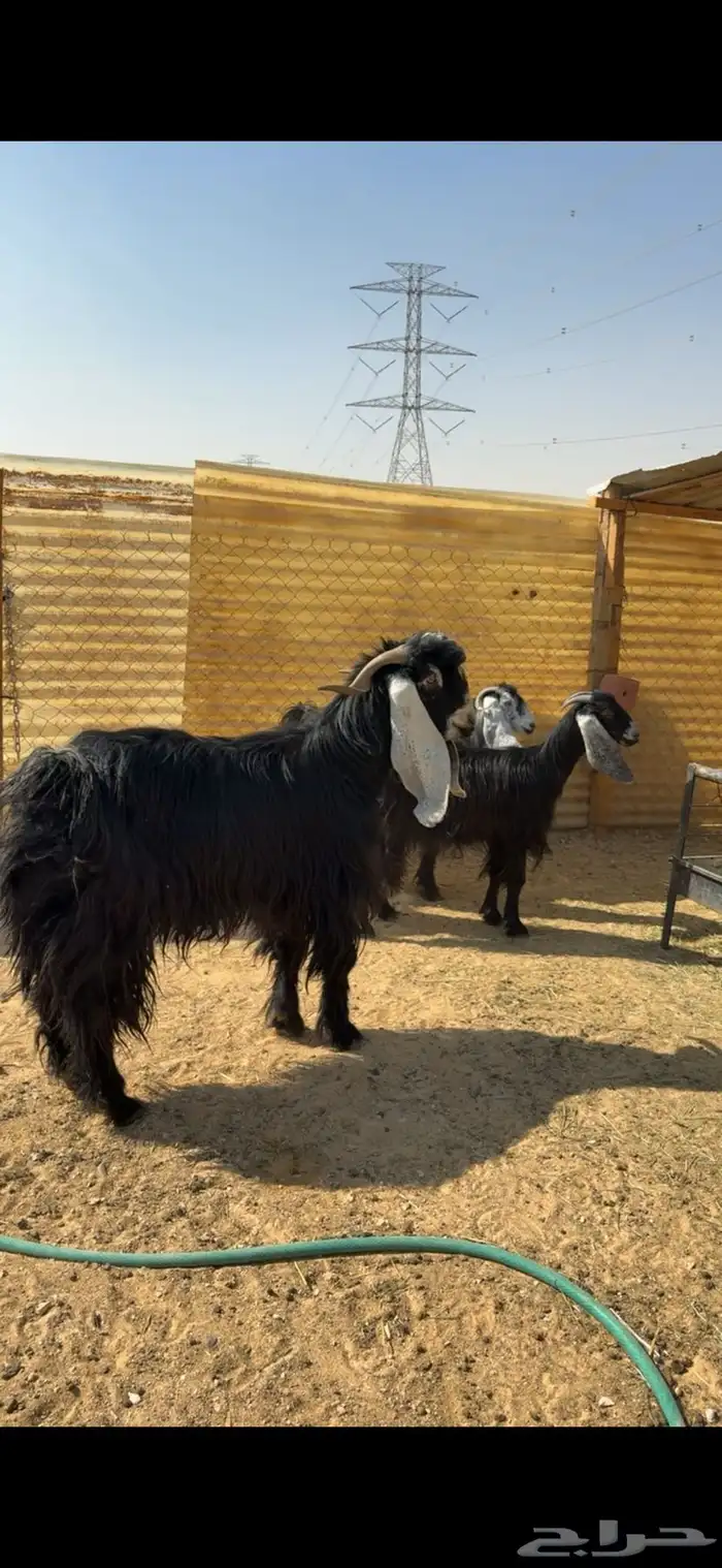 فحل عارضي ثني 0