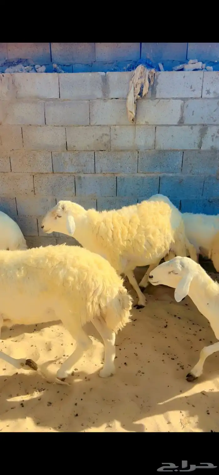 حريات دفيع ومقرعات 1