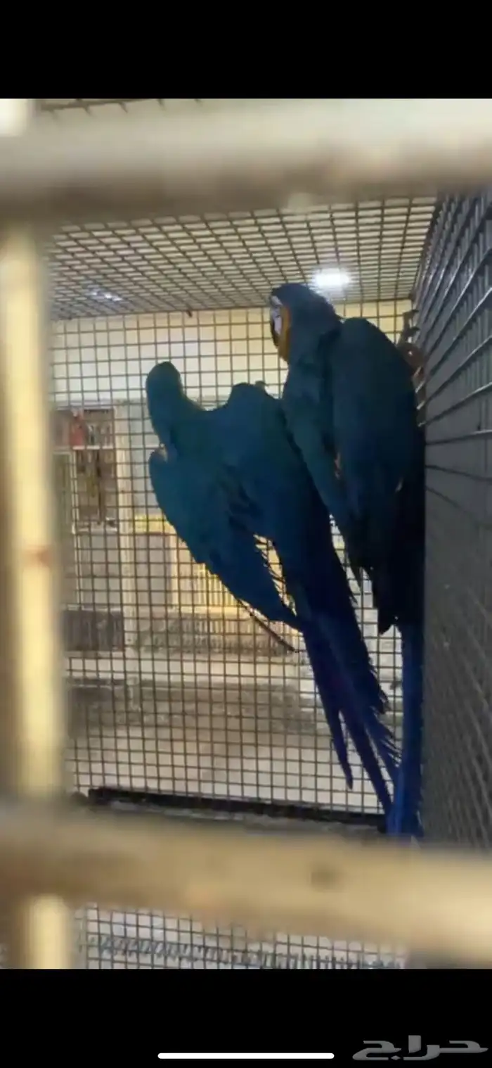 مكاو بلو قولد 0