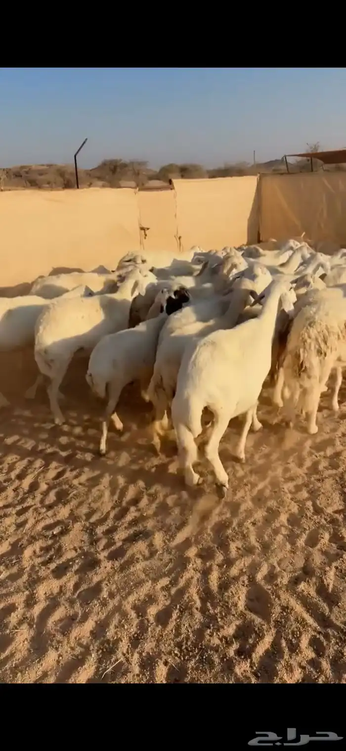 33من الضان كفو وطيبه 4