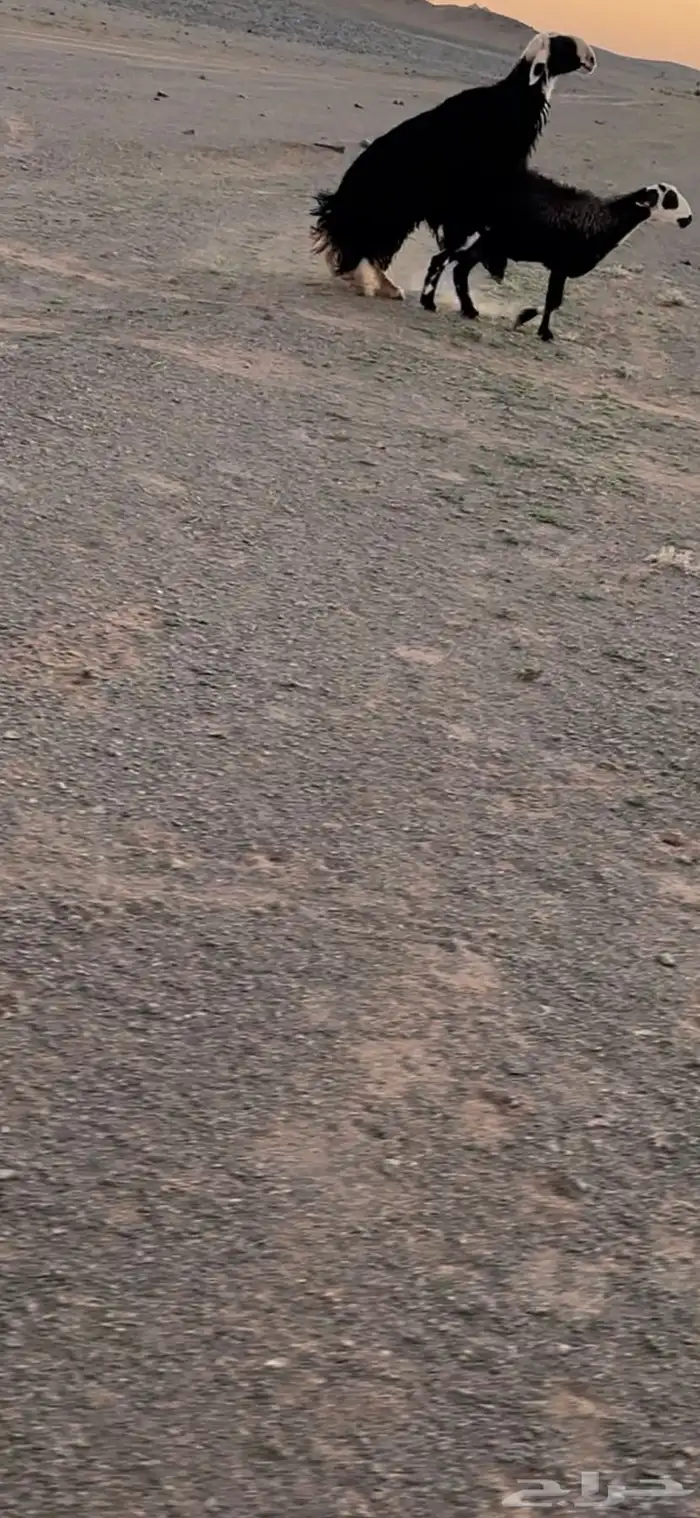 للبيع فحل نجدي سدس مشروط النسف والقريع 0