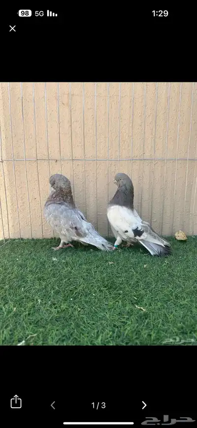 جوز لونق كلين index