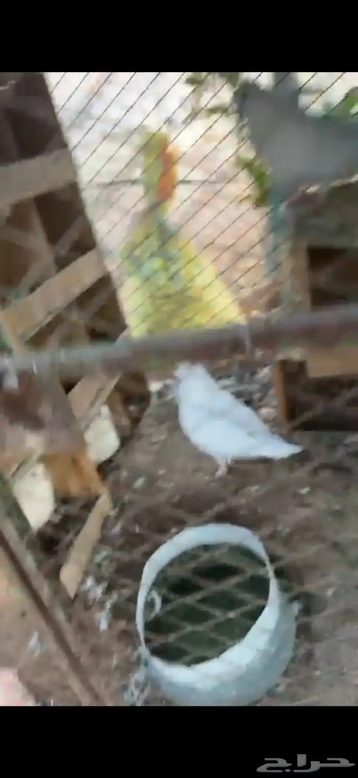 حمام زاجل   فرنسي 1