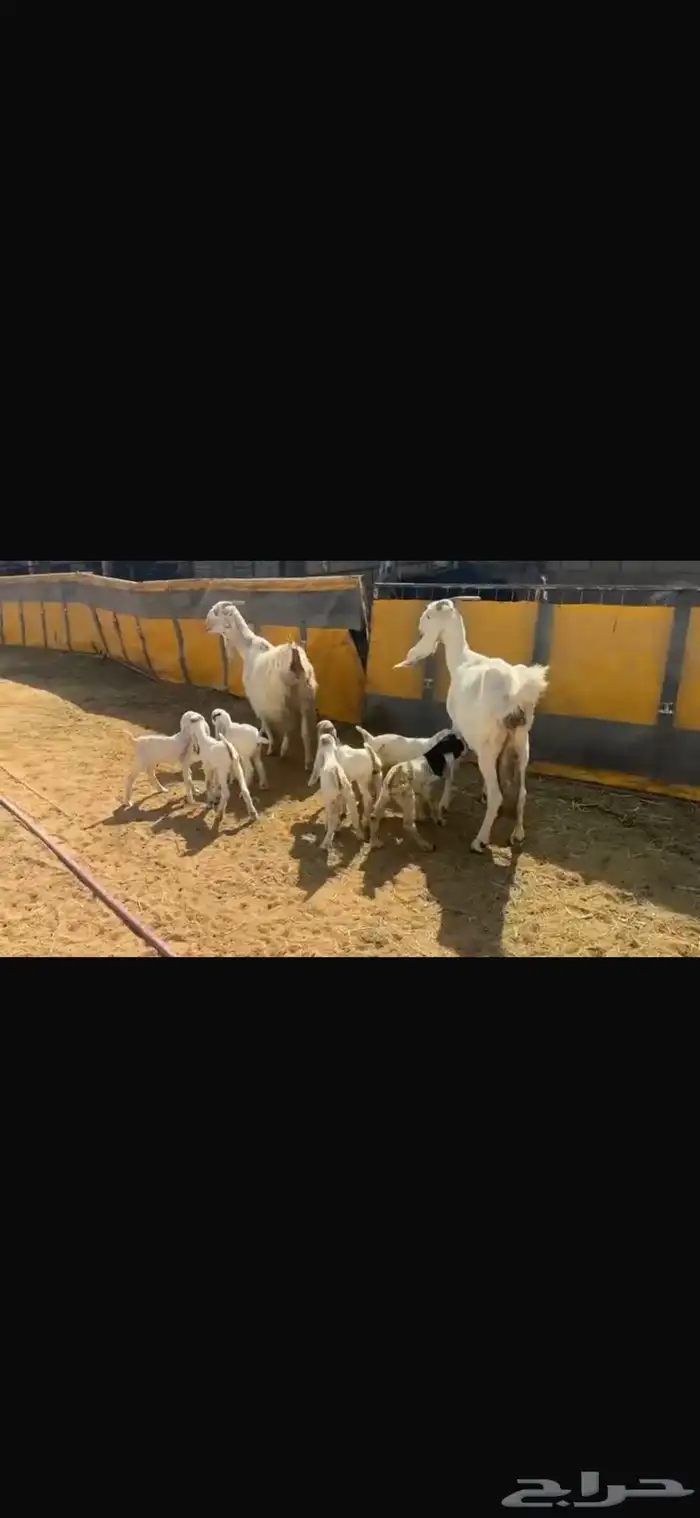 عرض بيع معزاء مواليد 1