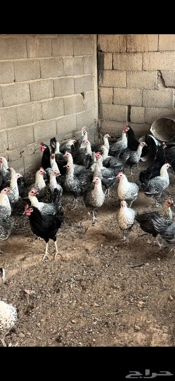 دجاج فيومي بياض 1