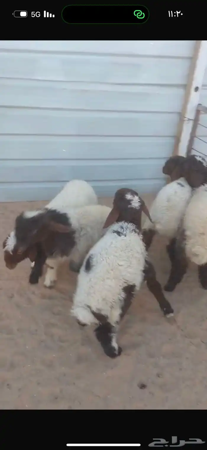 هرافى نعيم رخال العدد 5 0