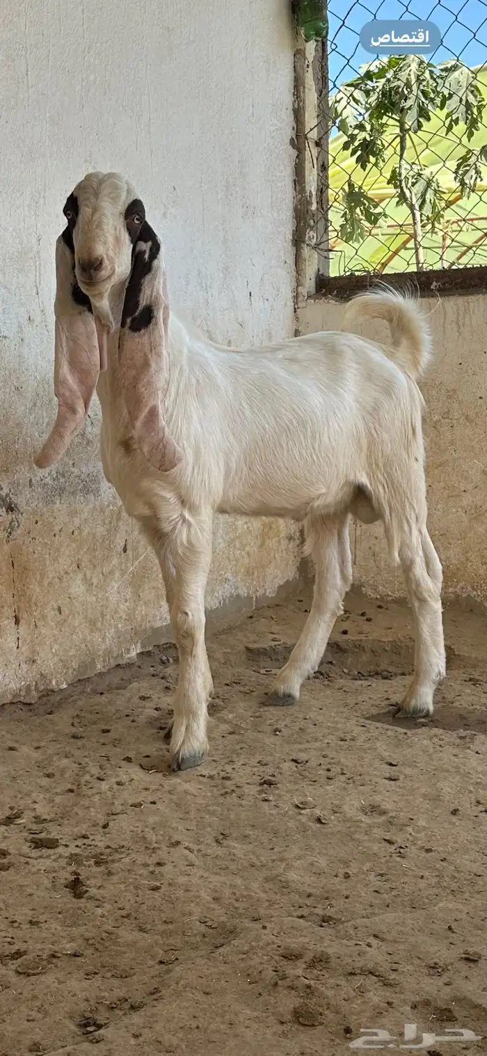 مشاريع فحول تيوس هولندي 0