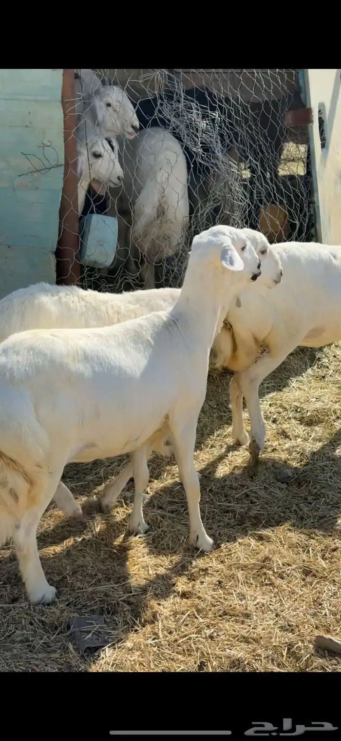 رخال جذعات مبايين مقربات 2