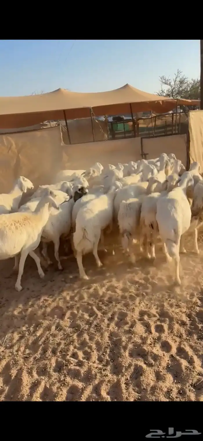 33من الضان كفو وطيبه 2