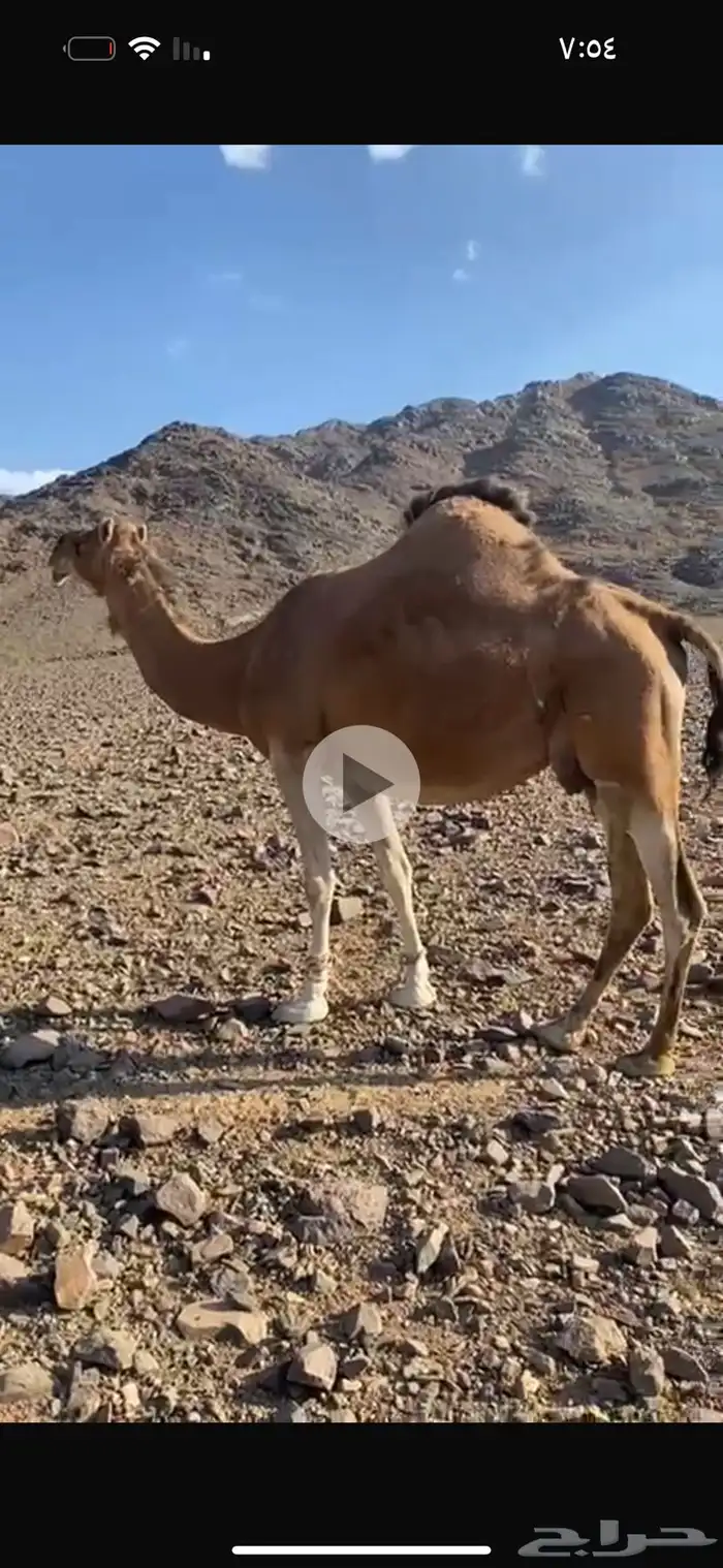 ناقه متلي للبيع 1