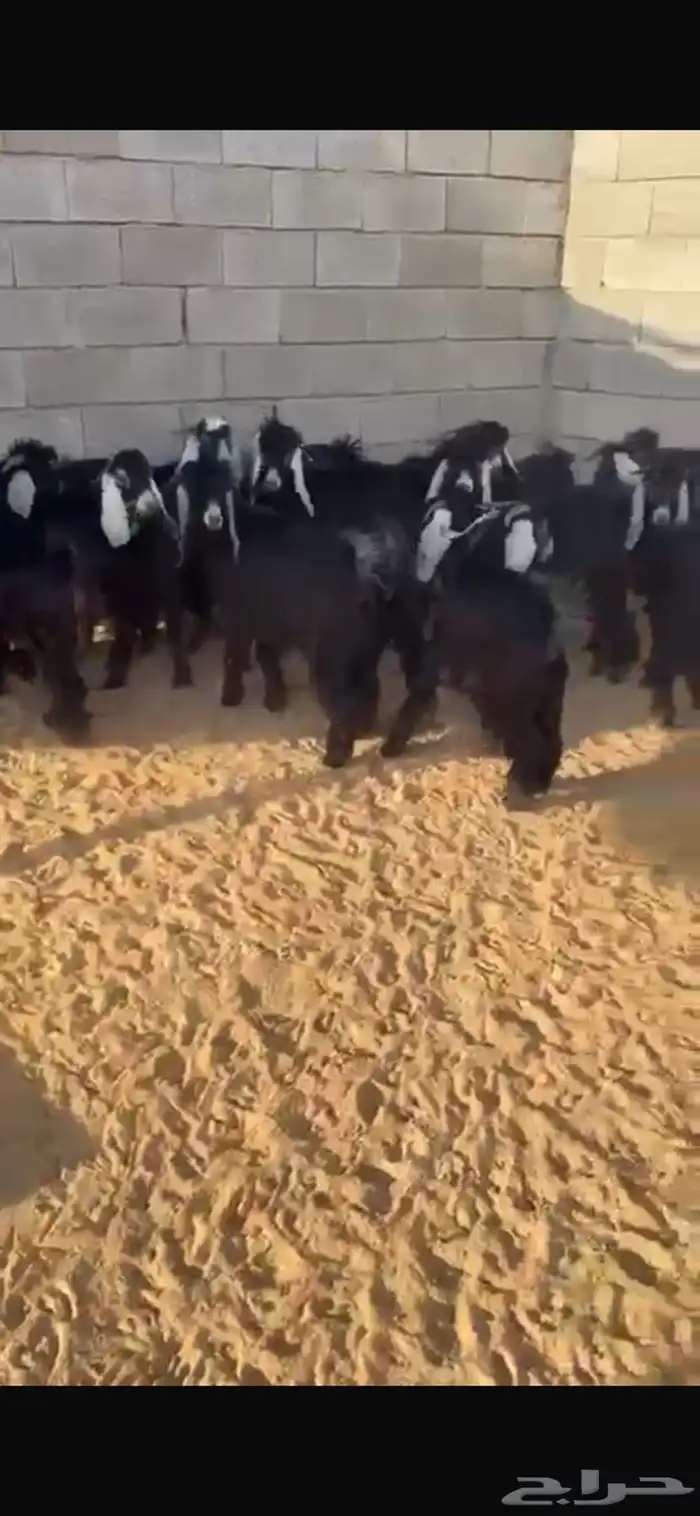 بررزان الارطاويه 0