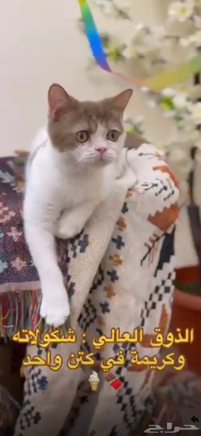 سكوتش ستريت لون نادر مسجل 2