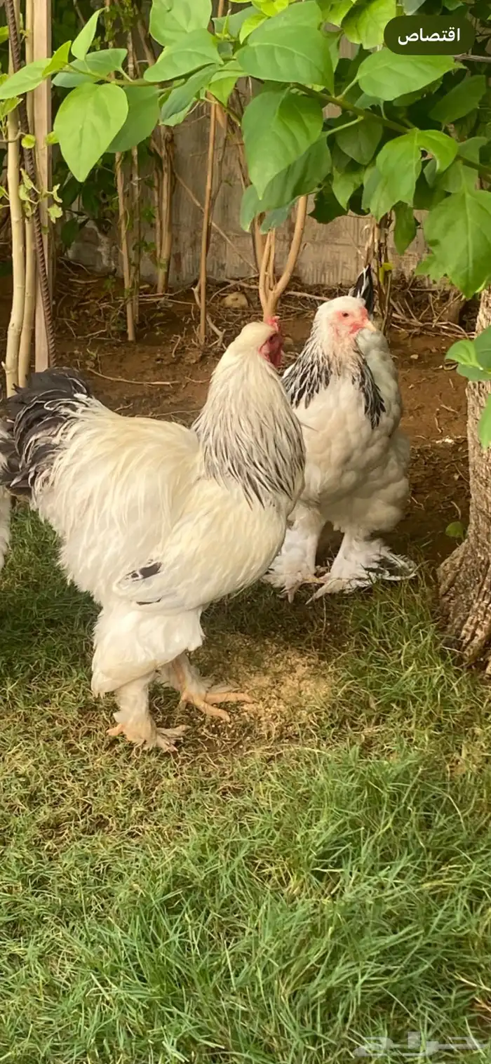 ديك ودجاجه كلمبيات منتجه كونك 1