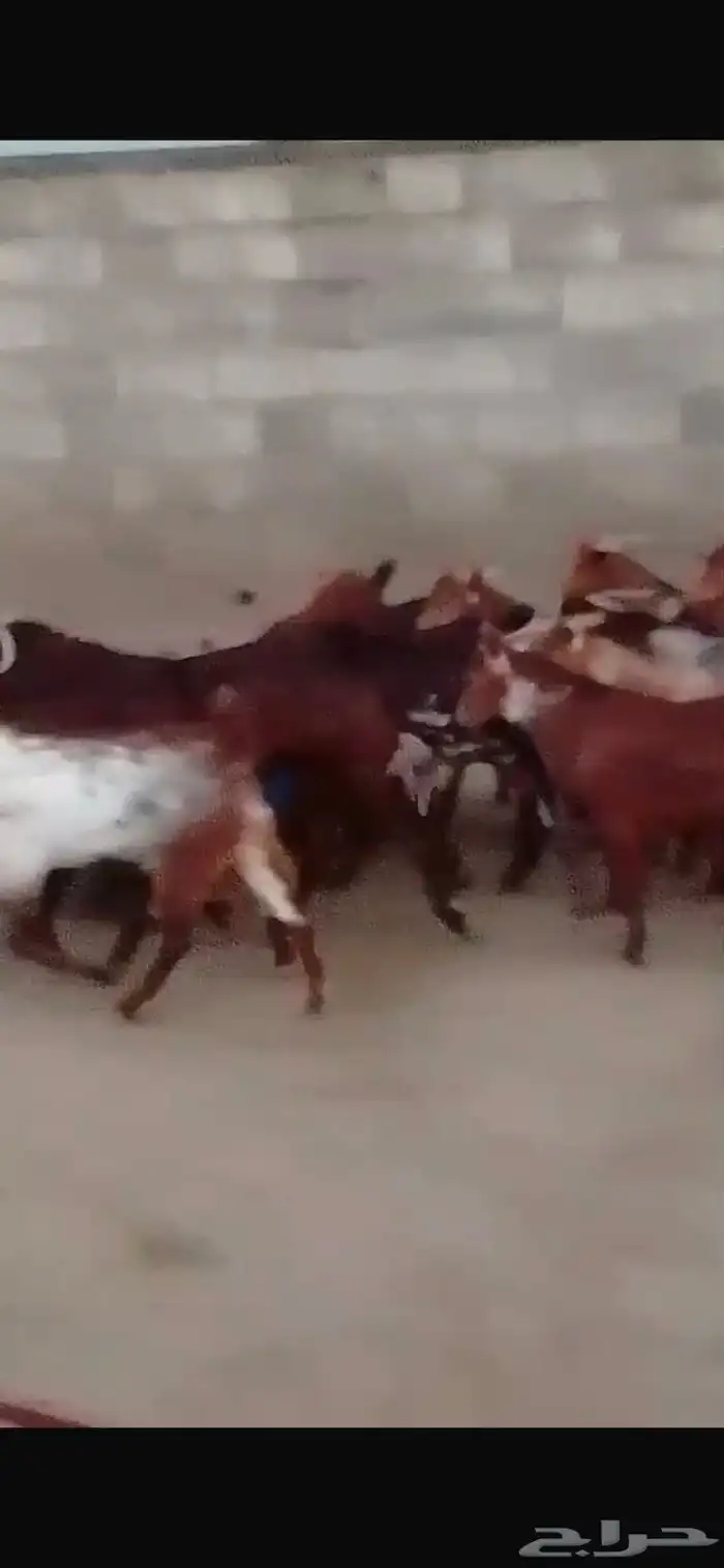 تيوس ذبائح جذعان فيهم واحد ثني والعدد كامل 13 3