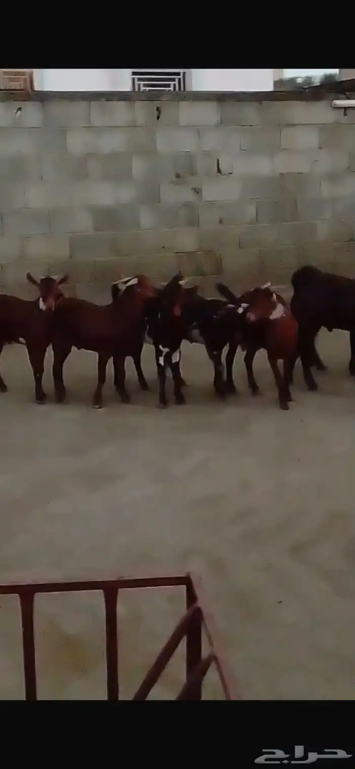 تيوس ذبائح جذعان فيهم واحد ثني والعدد كامل 13 2