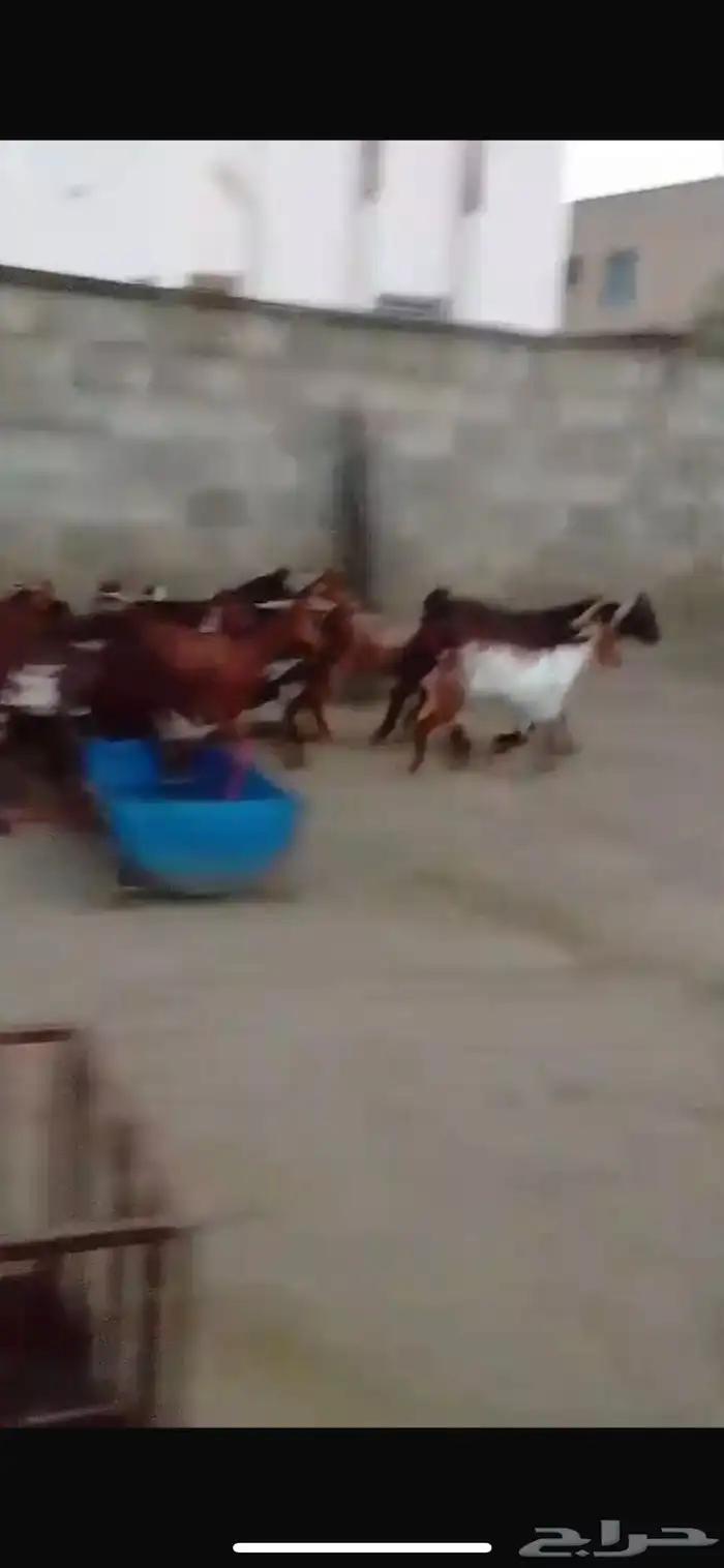 تيوس ذبائح جذعان فيهم واحد ثني والعدد كامل 13 1