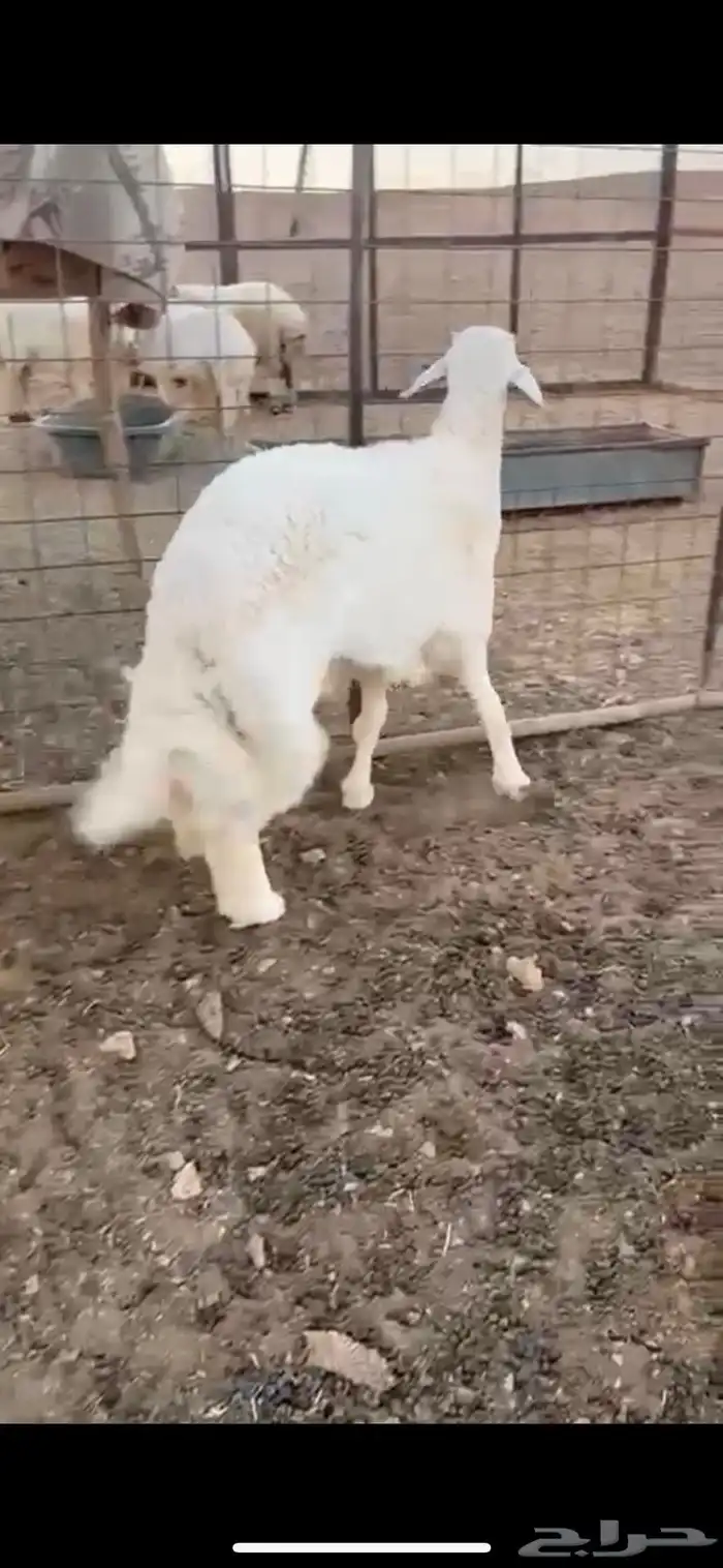 للبيع جذع بري فاخررر 0