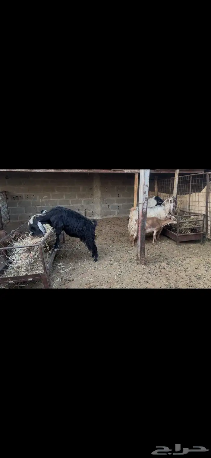 معزا عوارض بالفحل.. تم البيع 4