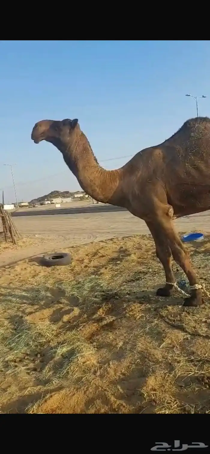 بعير فحل كفو للبيع 1