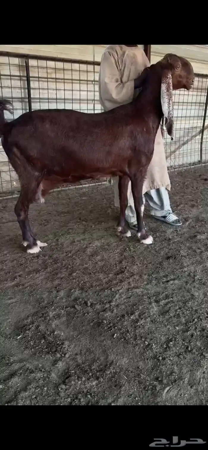 عنز مشروكه 0