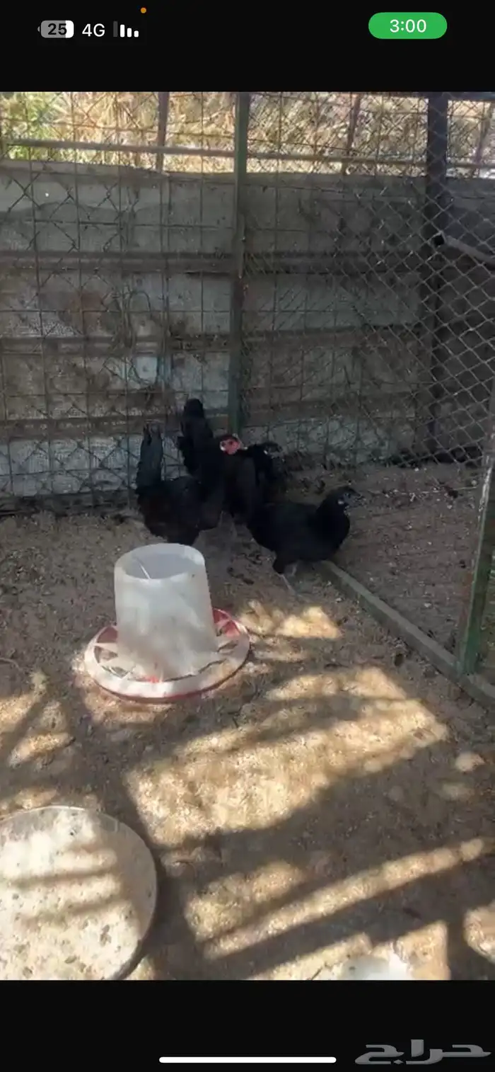 4 دجاج اسود صافي 8