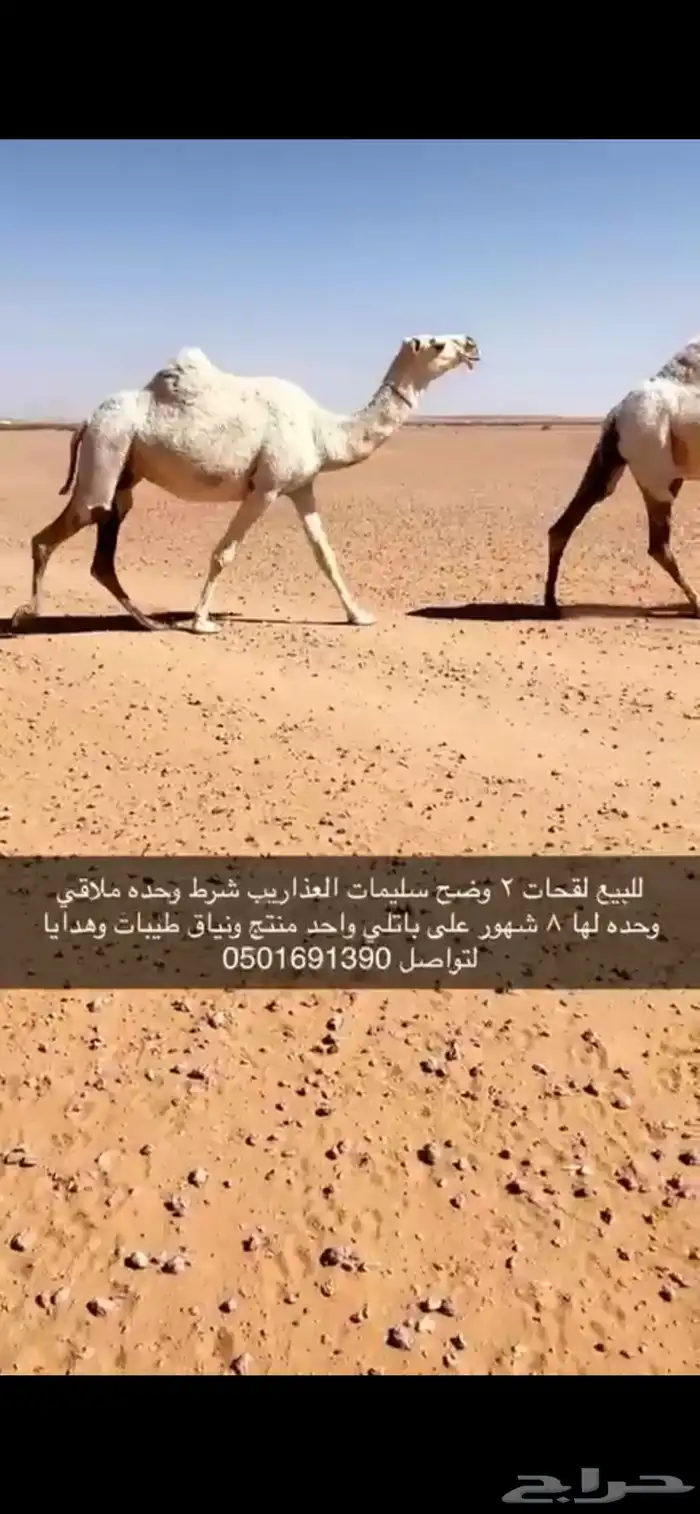 للبيع نياق وضح لقحات كفو 1