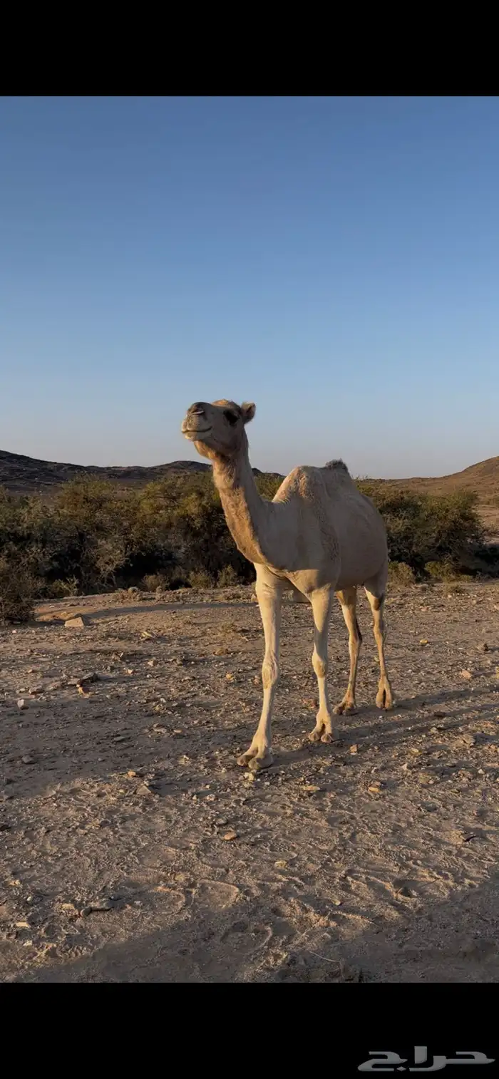 ناقه اركه للبيع 0