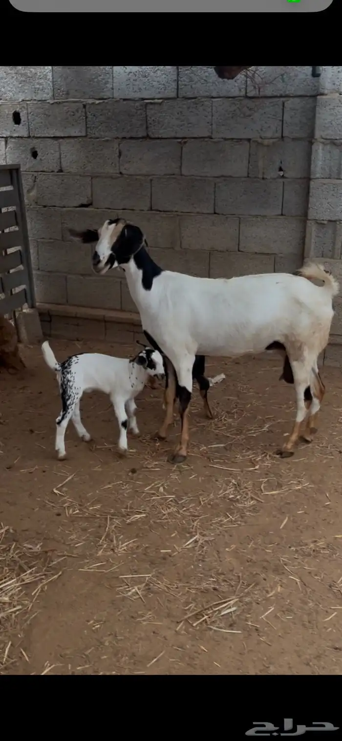 عنز فاخرة منتوج 2