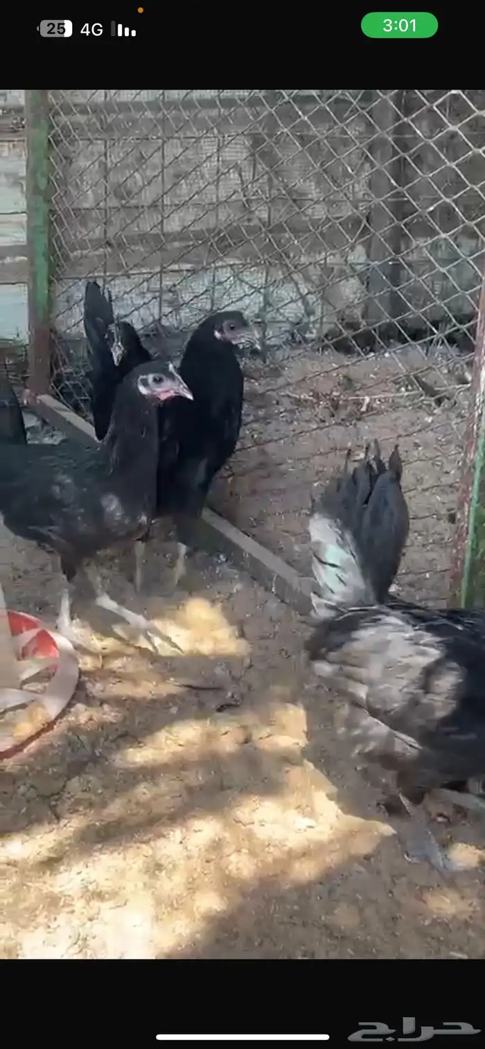 4 دجاج اسود صافي 6