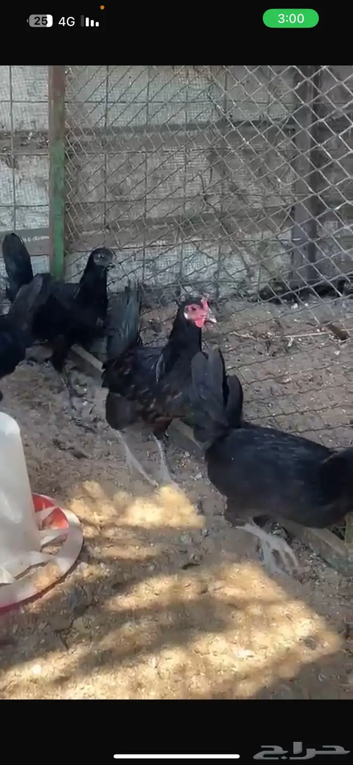 4 دجاج اسود صافي 2