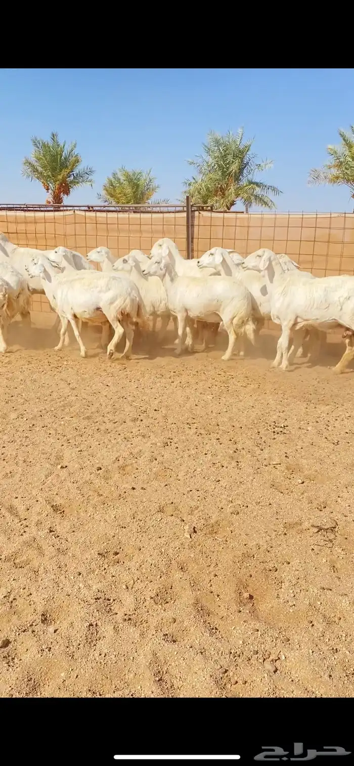 غنم حريات حرش دفيع شرط سونار 2