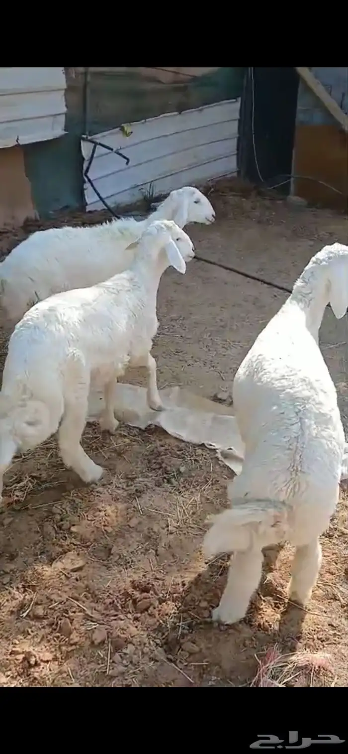 للبيع هرافي حريات فاخره ( تم البيع ) 0