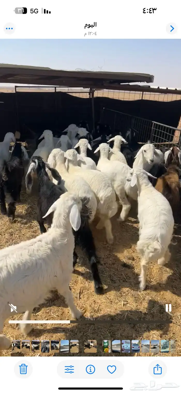 ذبيح فاخره 5