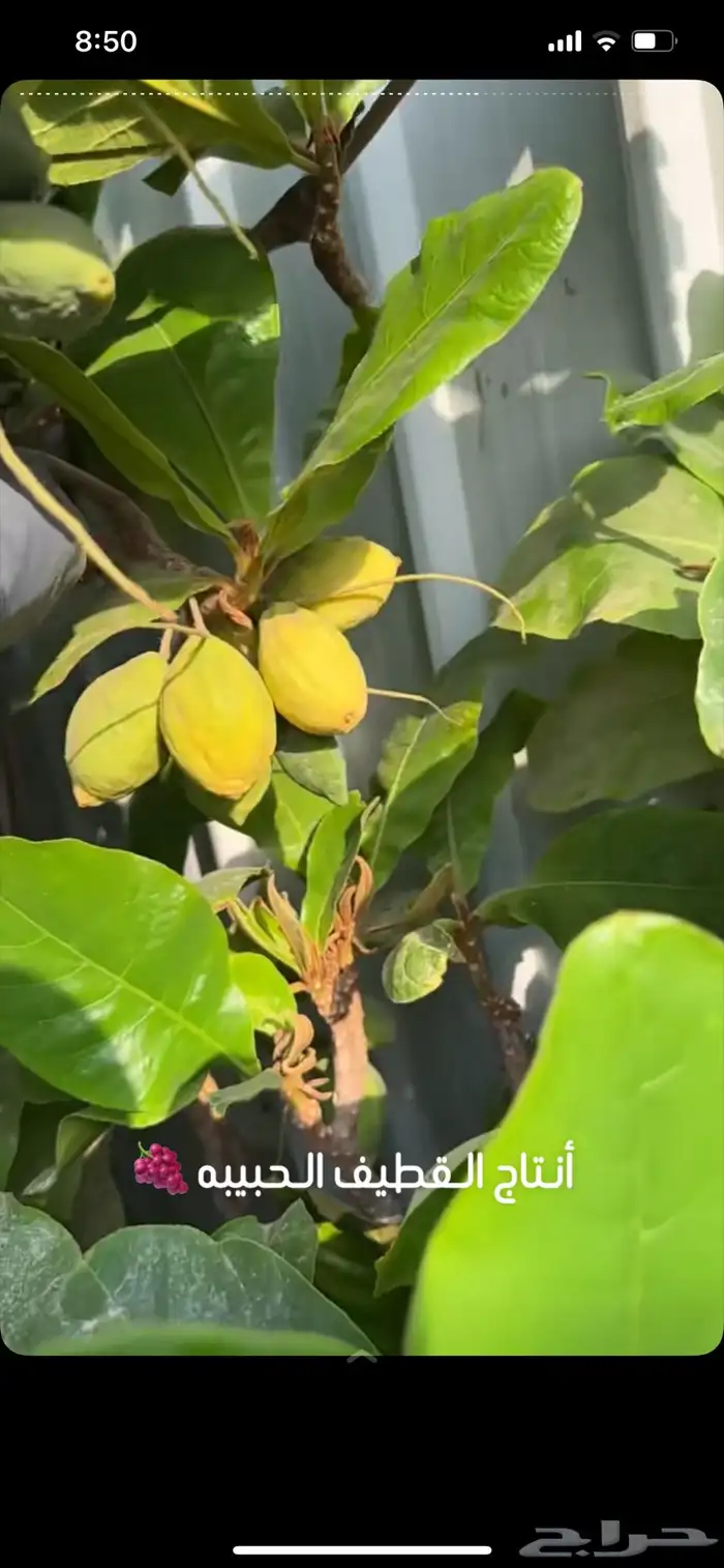 شتلات لوز قطيفي جامبو اصفر 2